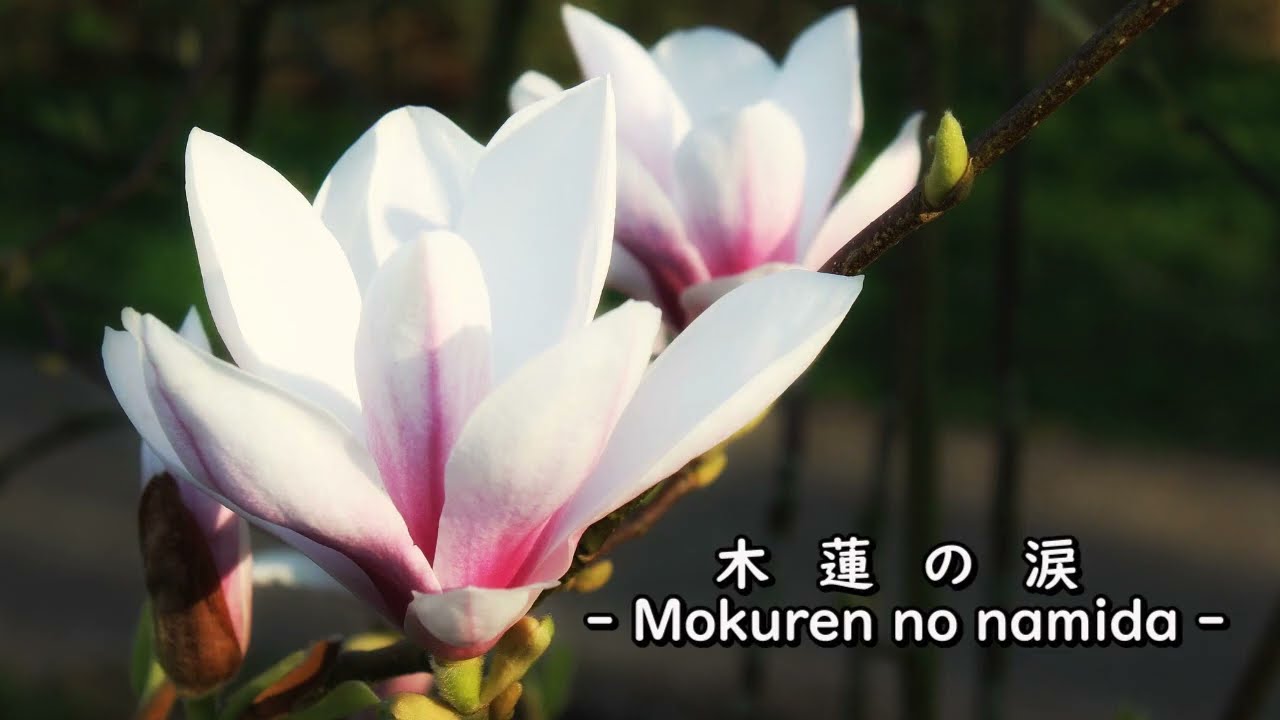JP - 木蘭の涙 ( Mokuren no namida ) - Sample ( C 🎹 )