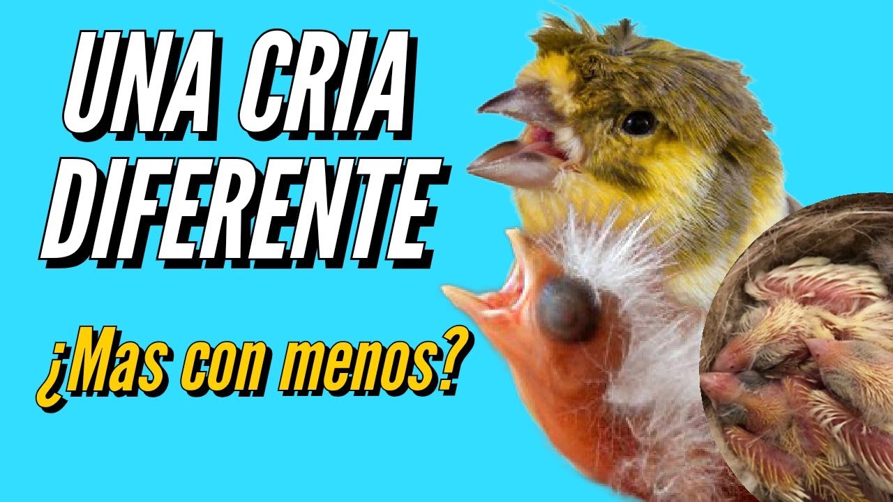 ¿MAS CON MENOS? Una forma de criar diferente