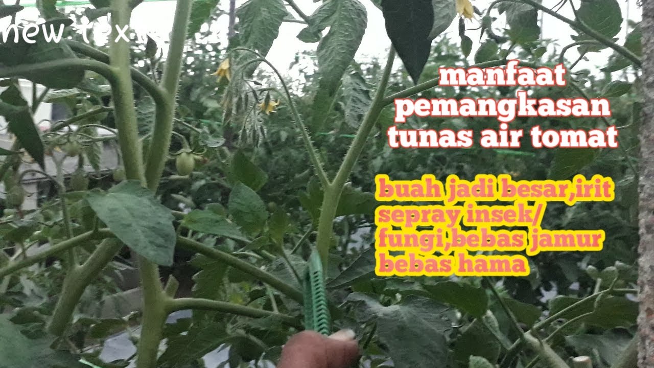 Cara pemangkasan tomat/pewiwilan tunas air tomat #1