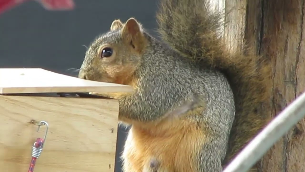 One Paw McGraw Is Using Both Paws Now