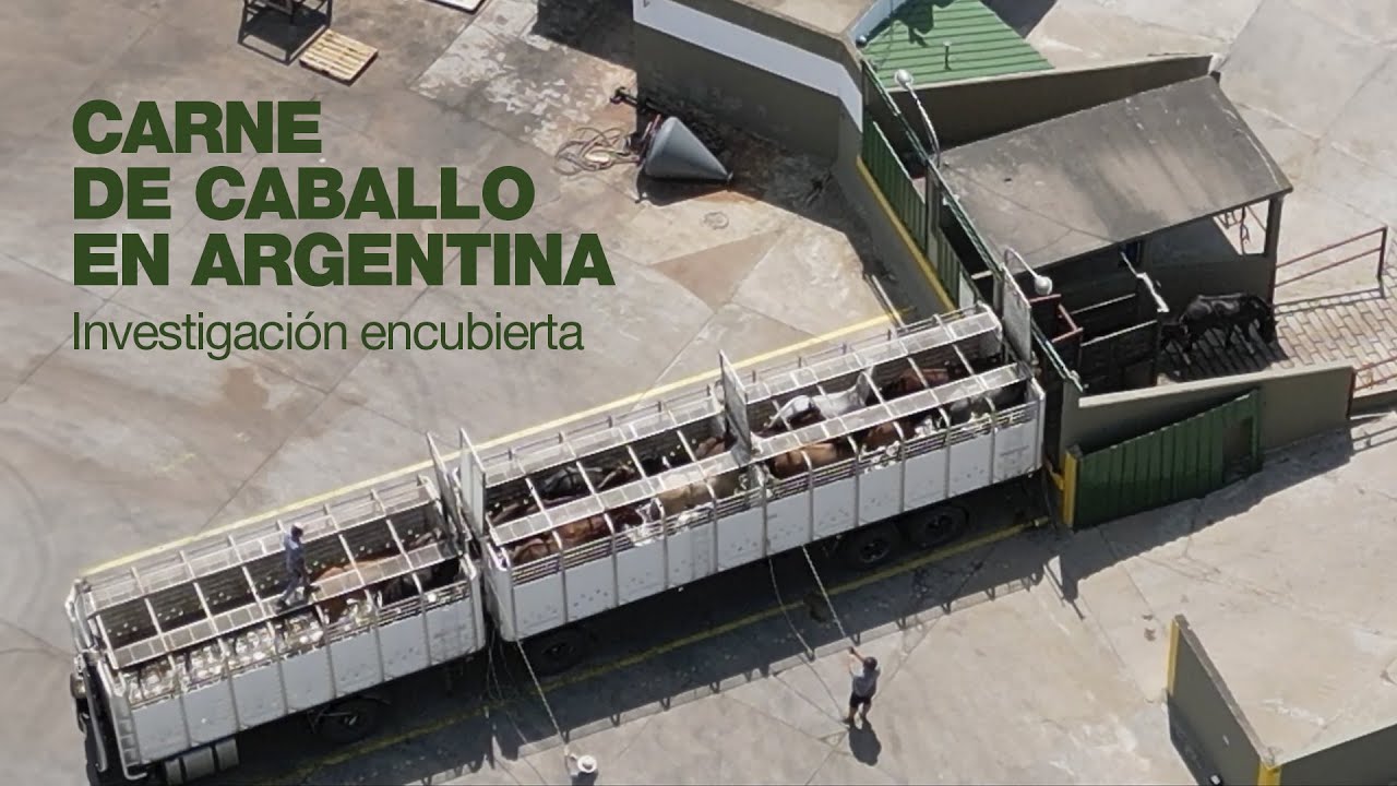CARNE DE CABALLO EN ARGENTINA | Nueva investigaci&oacute;n en acopios y mataderos