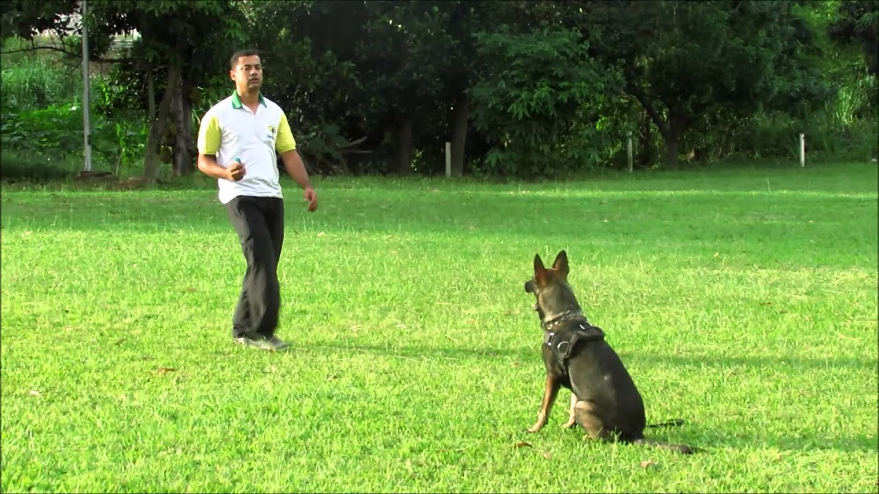 Sistema Caio working dogs - treinando filhote de 8 meses