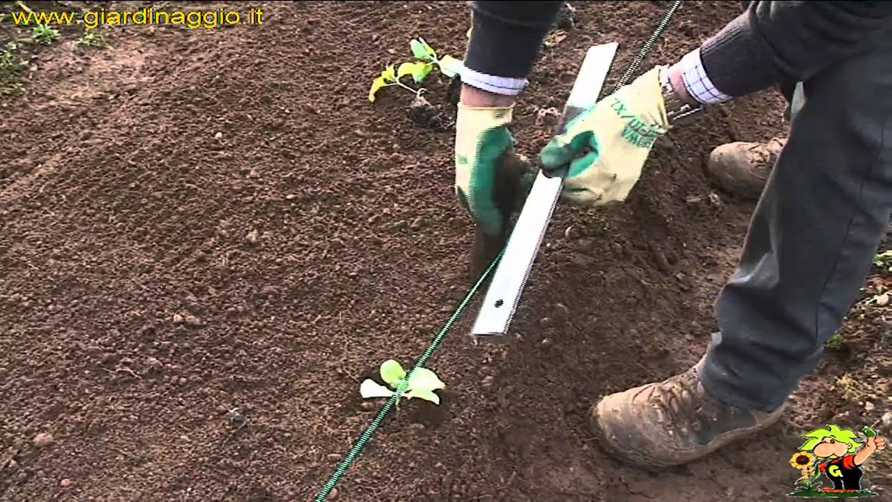 trapianto delle verdure invernali