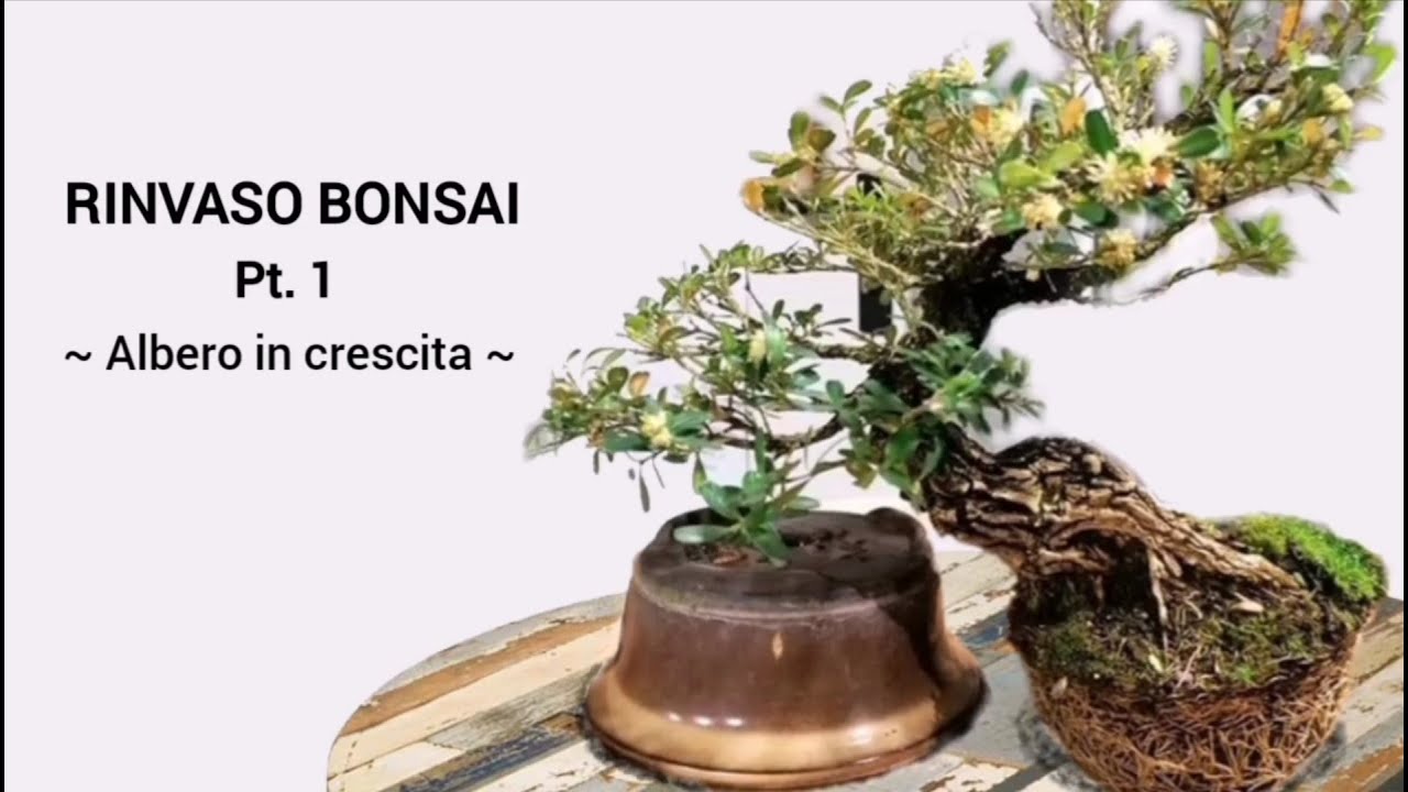 RINVASO BONSAI Pt.1 - ALBERO IN CRESCITA