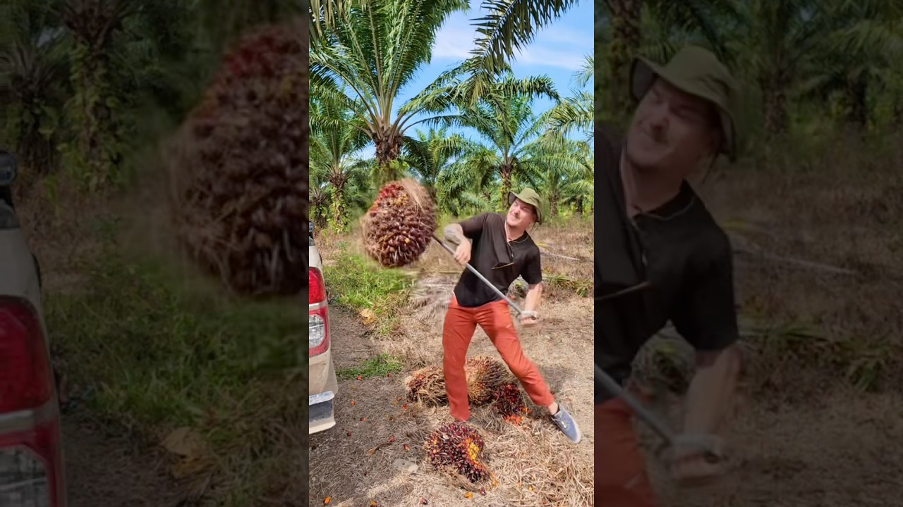 I harvested some Palm oil #farming