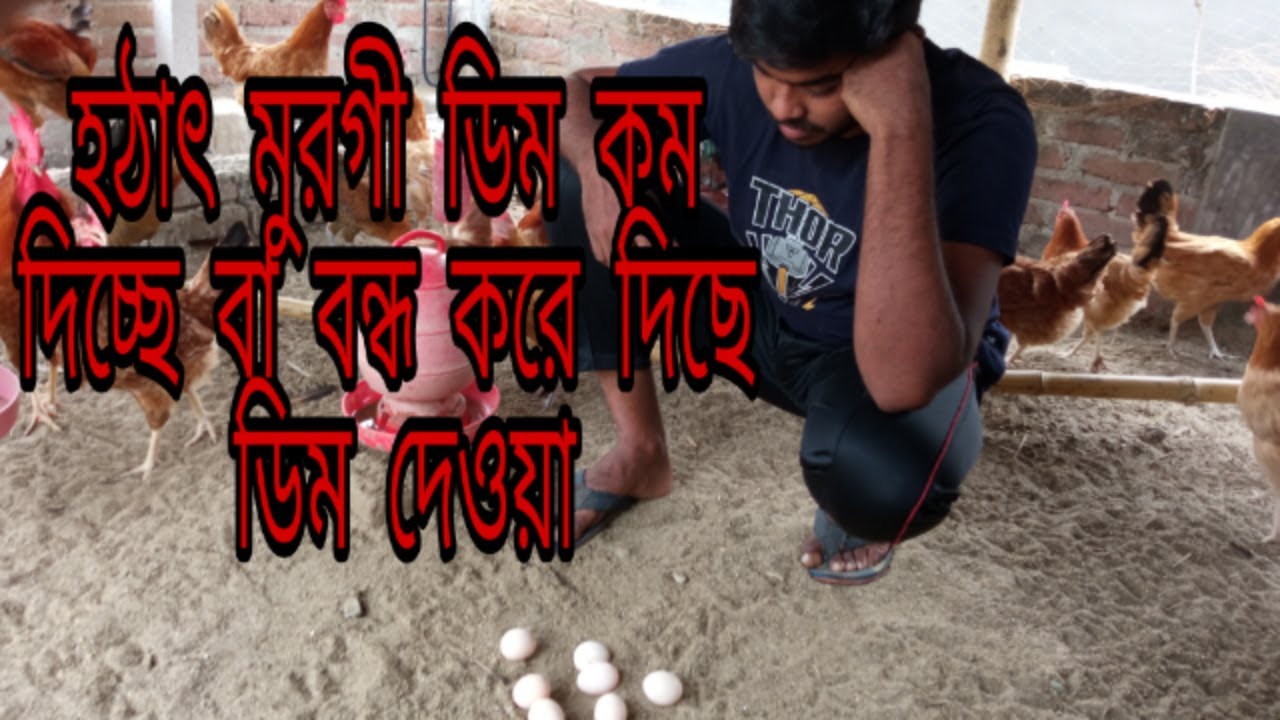 মুরগির কম ডিম দেওয়ার কারণ ও প্রতিকার | হঠাৎ মুরগী ডিম বন্ধ করে দিচ্ছে কেন