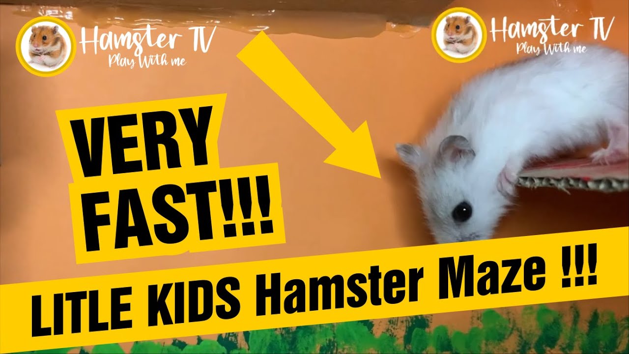 🔴Hamster Escapes Prison Obstacle Course 🐹 - VERY FAST !!! 😱 HamsterTV🐹