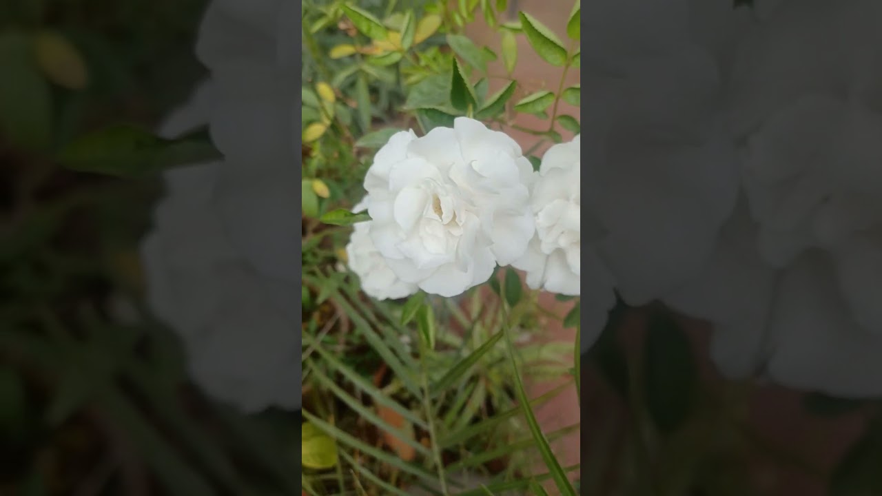 Climbing Rose, delightful plant, gives abundant blooms during winters.