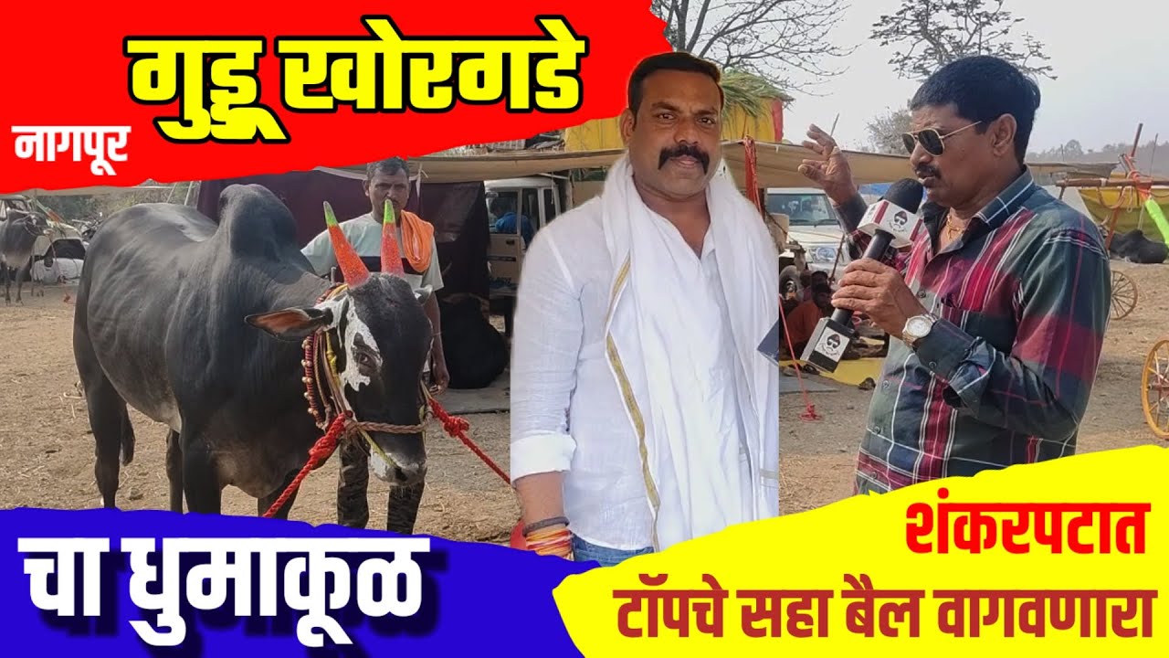 Iशंकरपटात आला नवीन दमाचा खेळाडू गुड्डू खोरगडे नागपूरवाला 6 बैलाचा मालक
