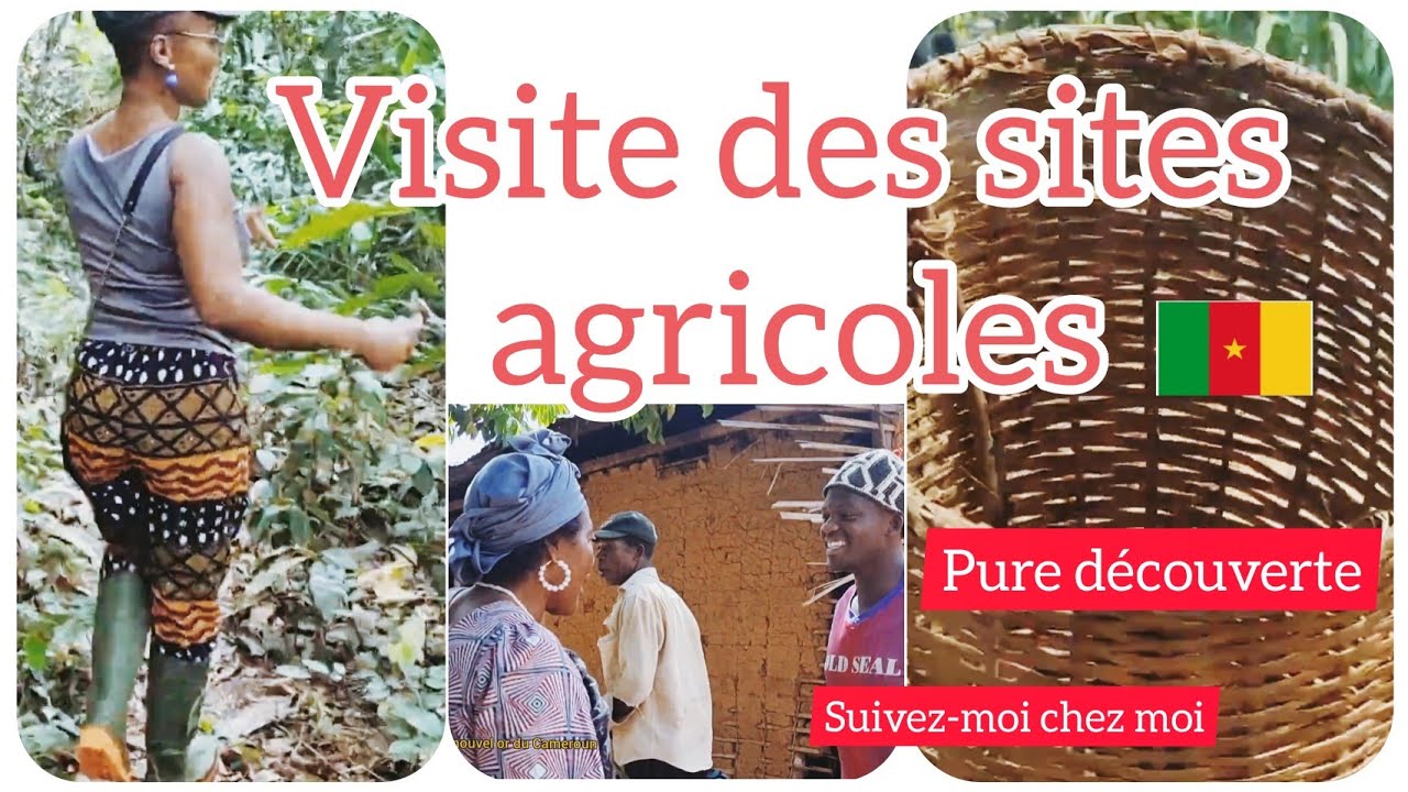 part2_ Se lancer dans l'agriculture au Cameroun |Le nouvel or Camerounais| visite des  Sites