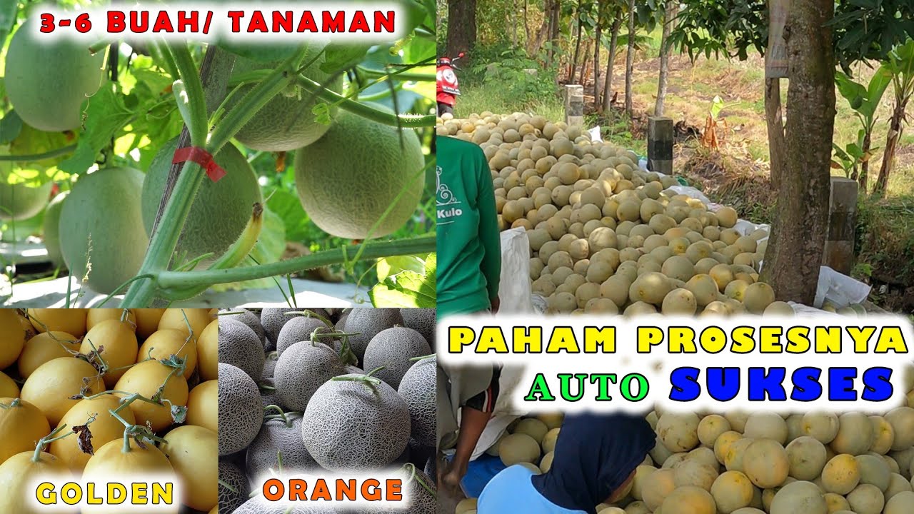 SUKSES BERTANI MELON. UNTUNG RATUSAN JUTA 🔥. PERAWAT MELON UMUR 30-70 HST 🌿💯