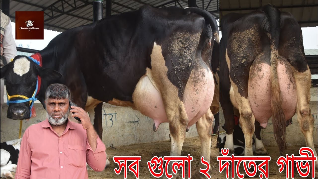 আজ সবগুলো ২ দাঁতের বড় বড় গাভীর মেলা! ১৫ থেকে ৩০ লিটার দুধের গাভী। মোশারফ কাকার জীবনের সেরা কালেকশন