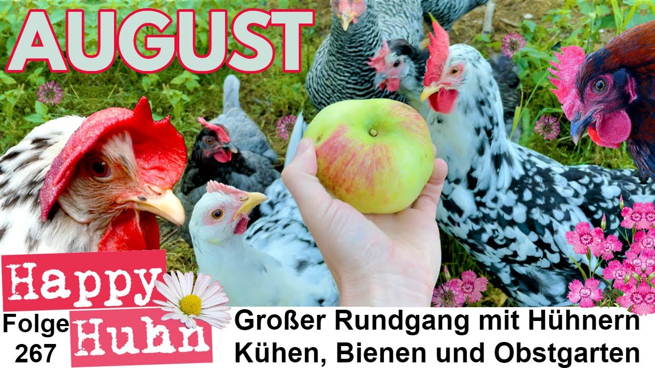 Von Hühnerstall bis Beerengarten - Der große Rundgang im August mit Hühnern + Kühen HAPPY HUHN E267