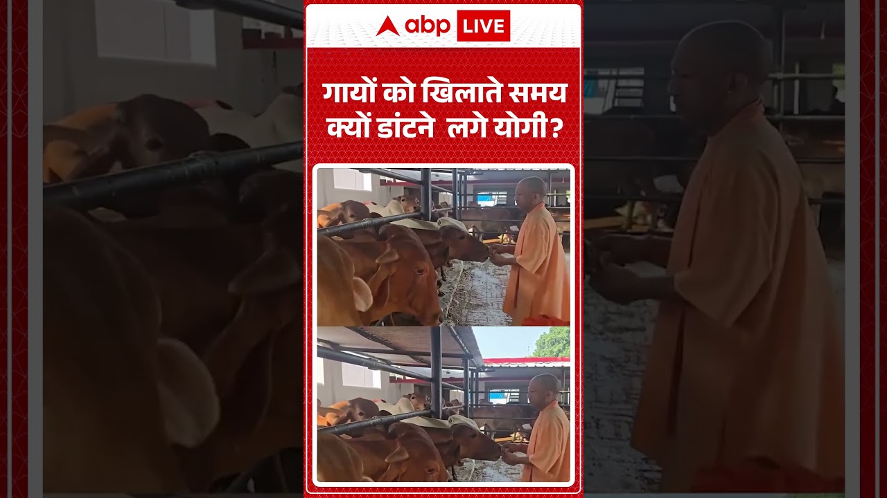 CM Yogi Viral Video | गायों को खिलाते समय क्यों डांटने  लगे योगी | #ytshorts #viralvideo