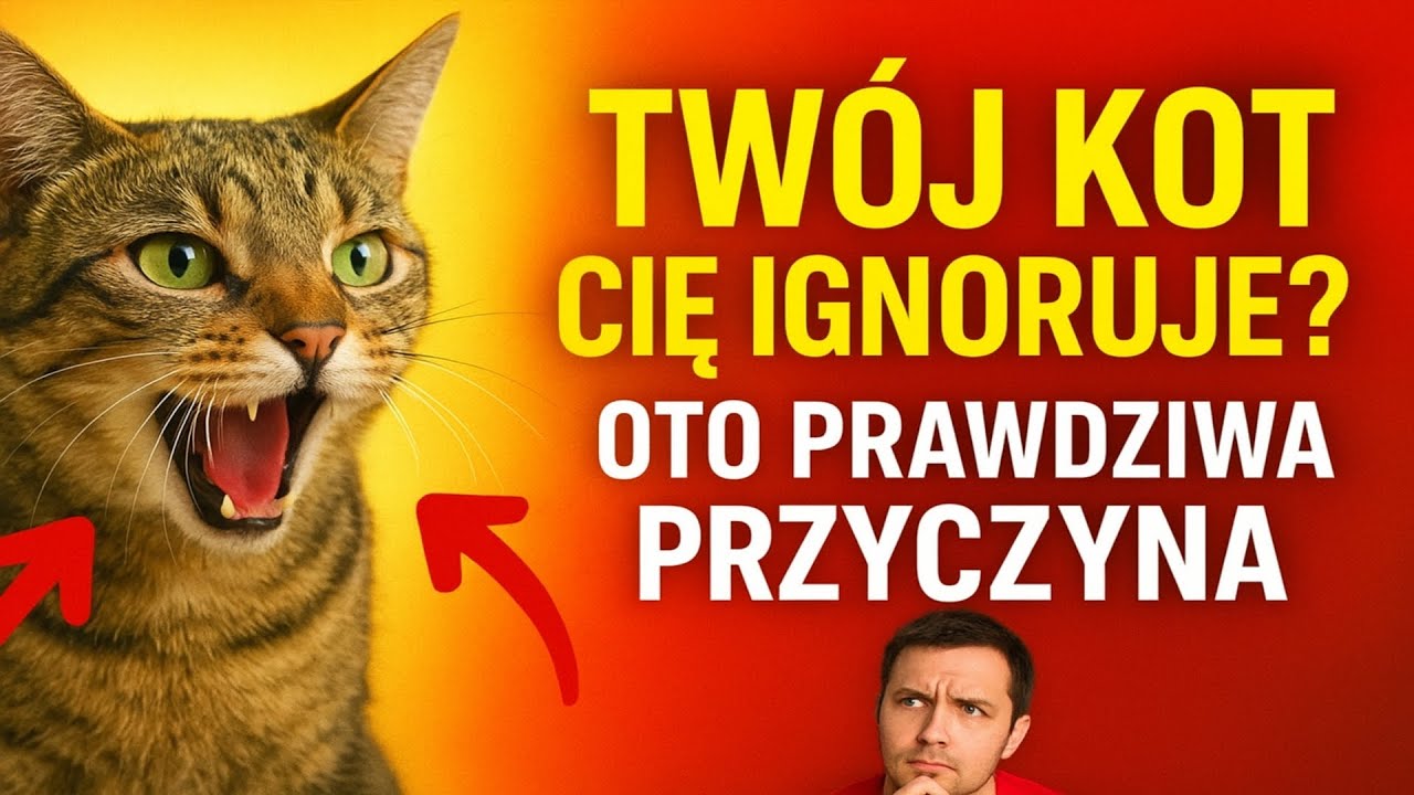 TWÓJ KOT CIĘ IGNORUJE? Oto prawdziwa przyczyna (i wcale nie jest to, co myślisz!)