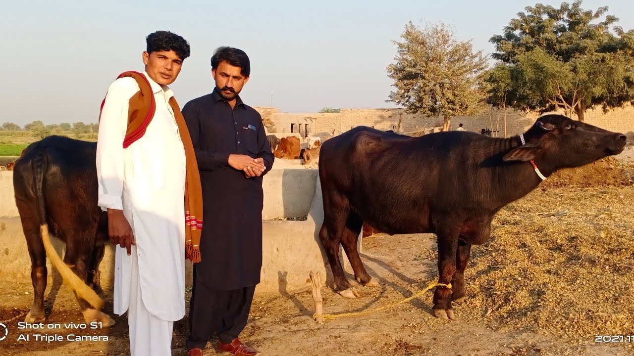 Top Neeli Ravi Buaffalo Pakpattan punjab TV =24=11=2021