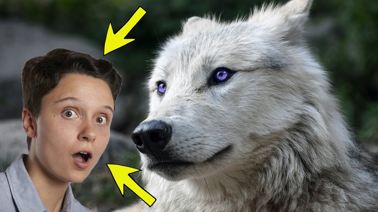 Farmer Saved a Dying Wolf Cub, Years Later You won't Believe how the Wolf Repaid Him!