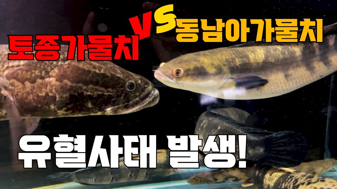 로얄스네이크헤드라는 엄청나게 크게 자라는 대형가물치 7마리를 토종가물치와 합사해보았습니다.