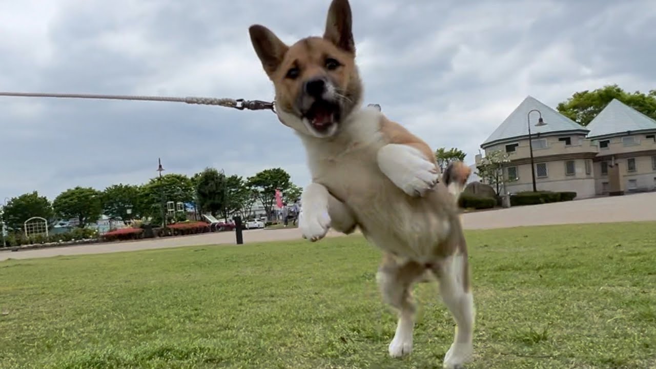 元野犬の保護犬ってみんな「ビビリさん」って聞いたんだけど、こんなことってある？