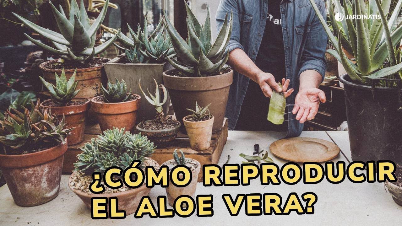 &iquest;C&oacute;mo REPRODUCIR ALOE vera? 🌿 &iexcl;Tres formas de reproducir esta suculenta! 🌱 👩&zwj;🌾 Jardinatis