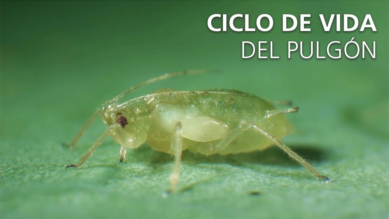 Ciclo de vida del pulgón