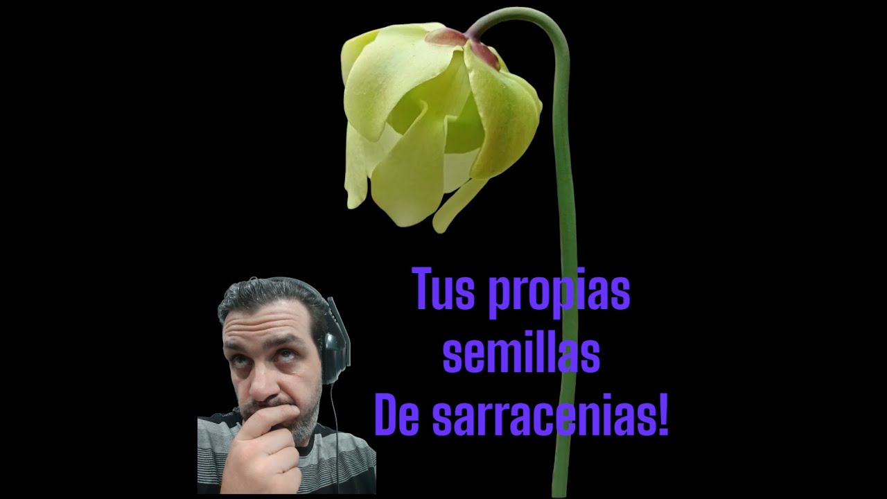 Cómo polinizar sarracenias!
