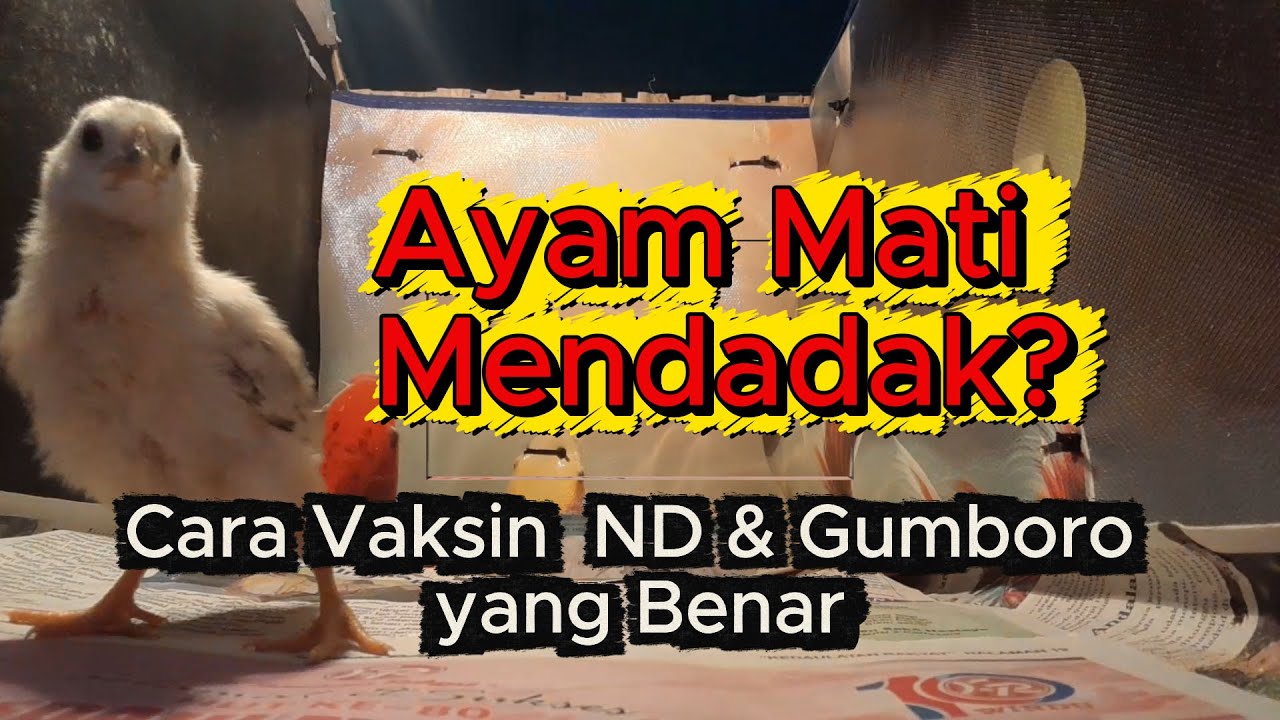 Ayam Mati Mendadak? Cara Vaksin ND dan Gumboro yang Benar I @SazaraFarm