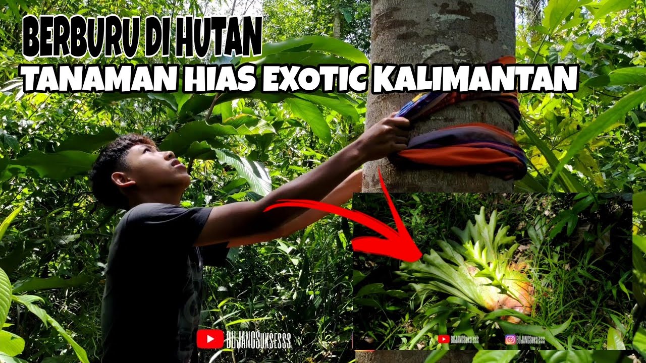 BERBURU TANAMAN HIAS DI HUTAN KALIMANTAN BARAT | TANDUK RUSA DAN KELADI HUTAN YG LAGI VIRAL