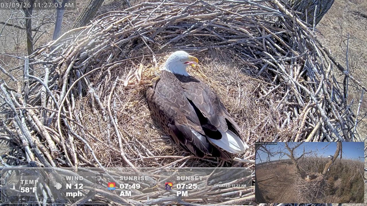 LIVE Missouri River Bald Eagle Cam | 3 Eggs Laid | Nest Watch 24/7