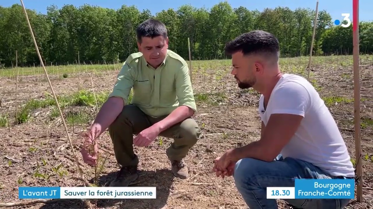 Réchauffement climatique : comment sauver la forêt du Jura