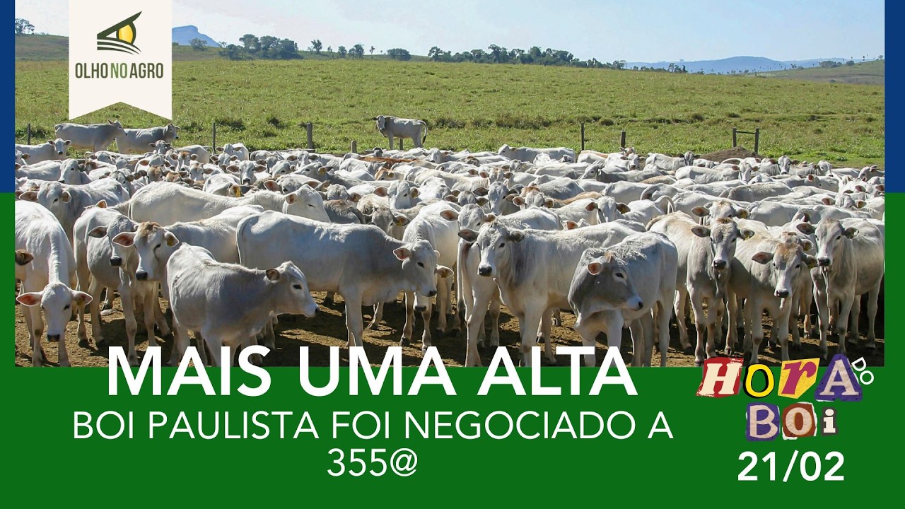 HORA DO BOI 21/02 - BOI PAULISTA FOI NEGOCIADO A 355@