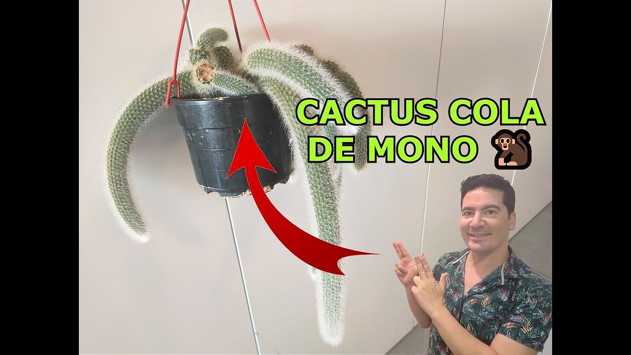CACTUS COLA DE MONO CUIDADOS Y CULTIVO 🐒 Planta Cleistocactus Colademononis