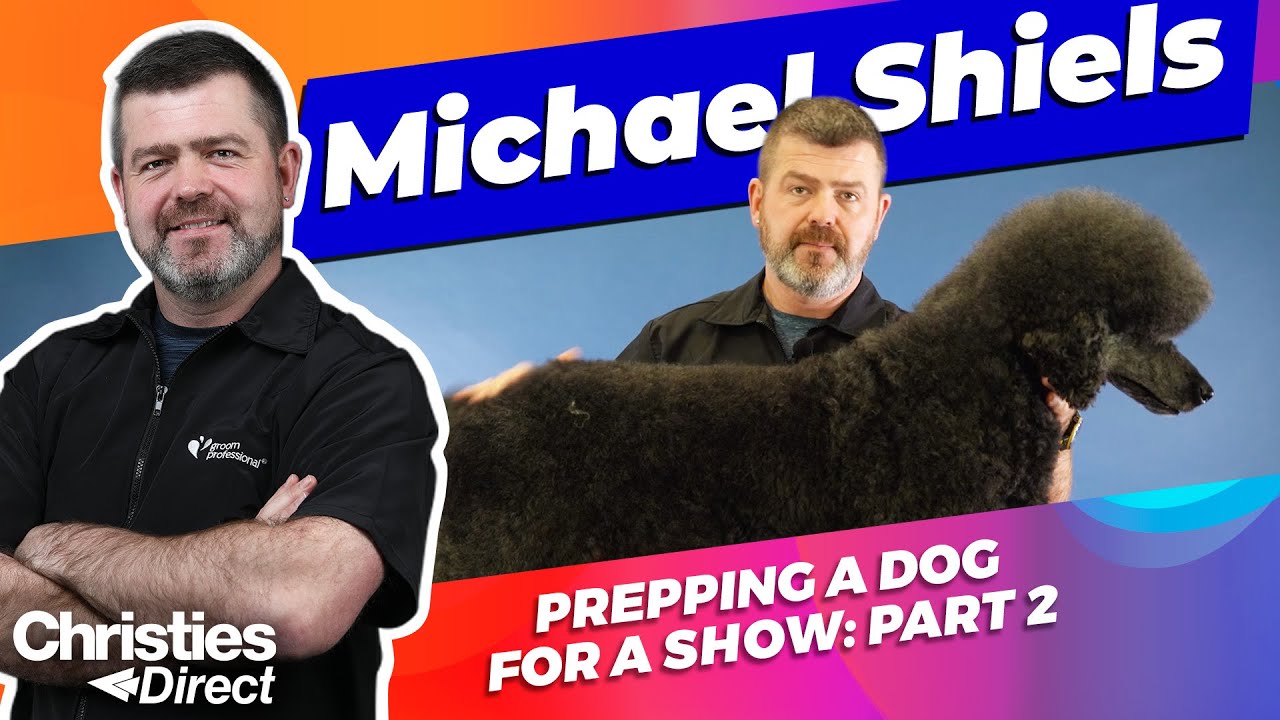 Michael Shiels : Prepping Your Dog for a Show | Part 2: Brushing