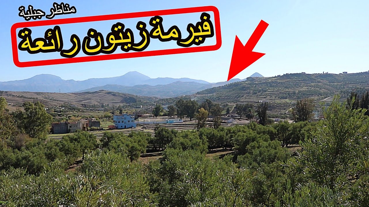 ✨جولة من فيرمة اشجار الزيتون المميزة والرائعة بمناظر خلابة ✨ نواحي تاونات