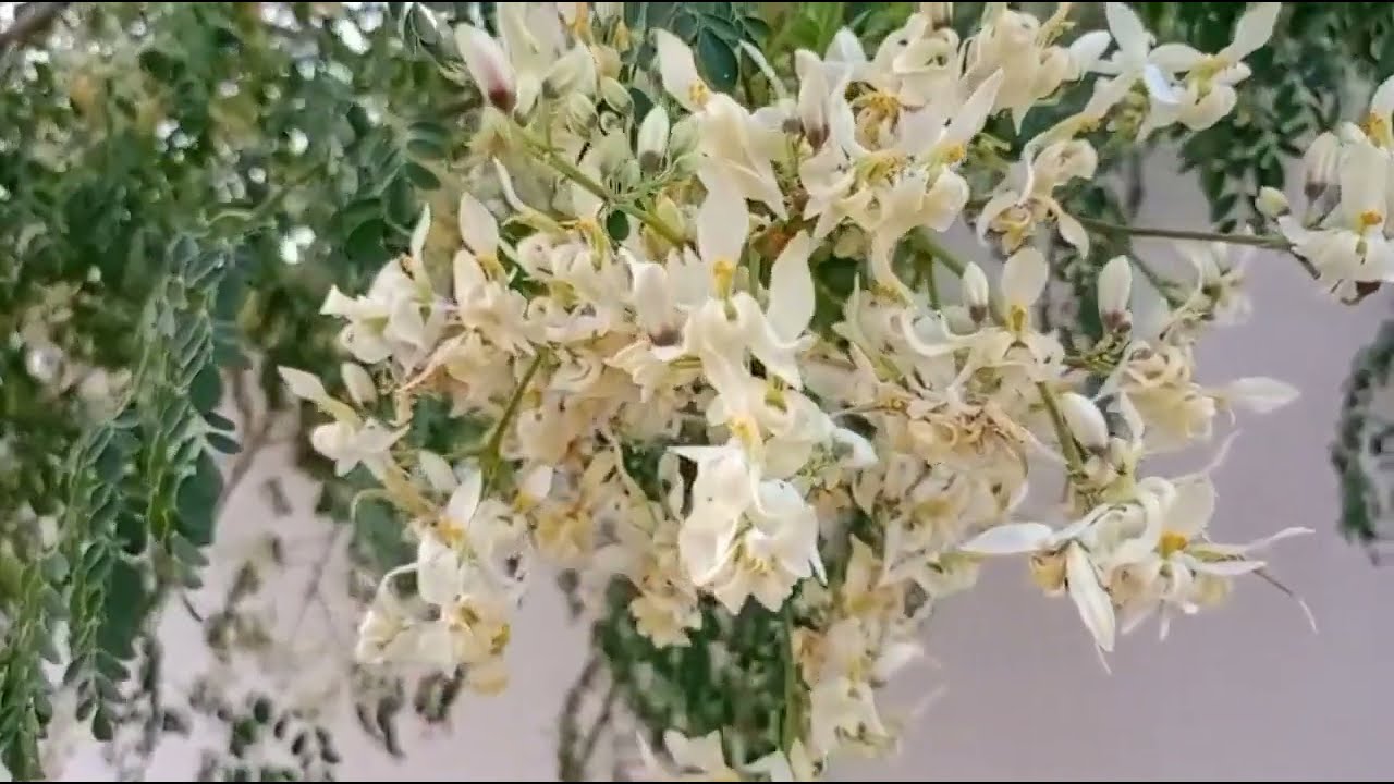 തിരികെ വന്ന സൂക്ഷിയിലേക്ക് ചിന്തിക്കാൻ പോലും പറ്റാത്ത ആ തിരിച്ചടി സത്യനിൽ നിന്നും..