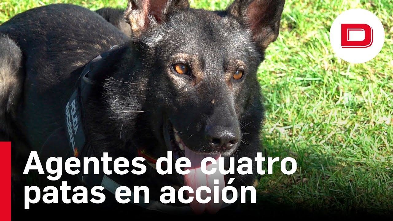 Perros policía en acción. Una garantía de seguridad.