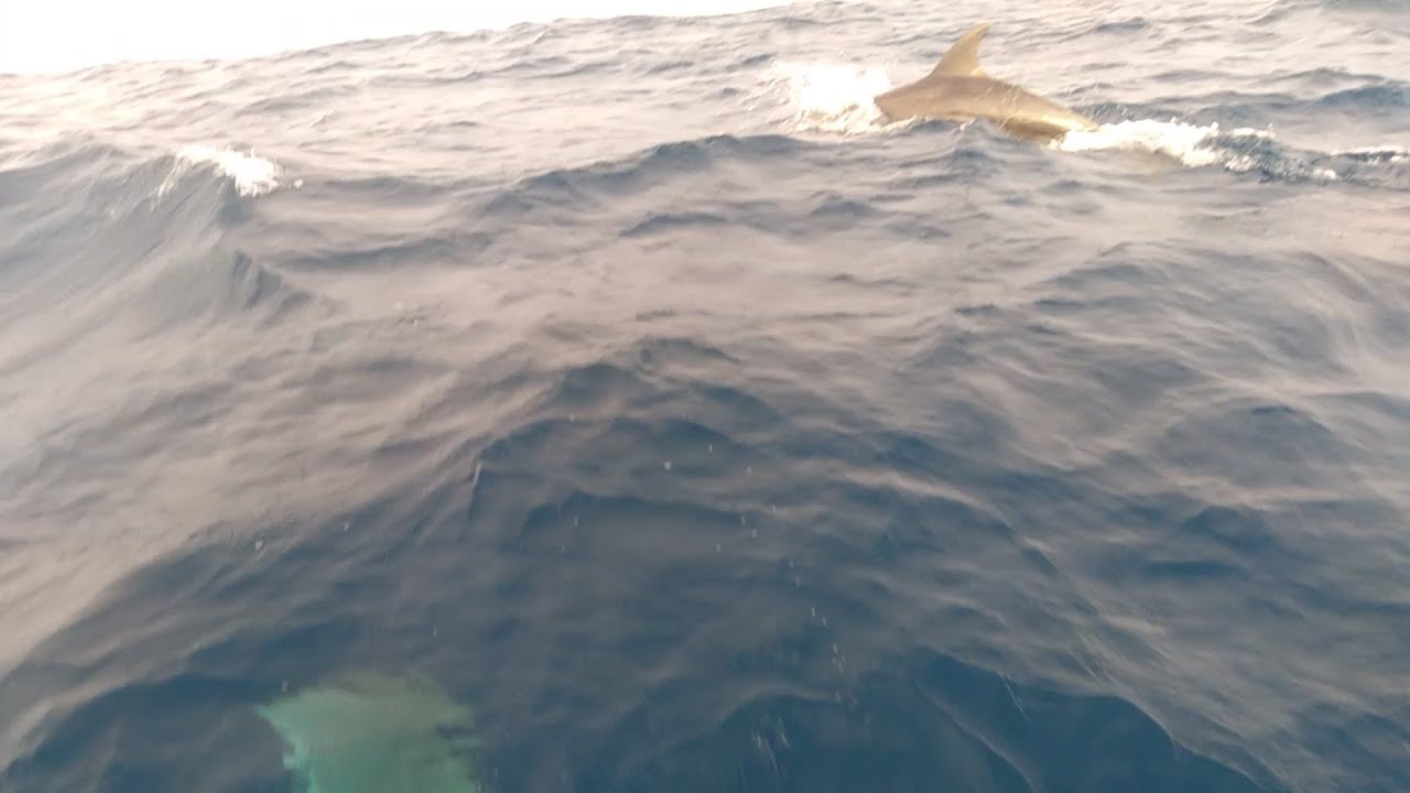 recebemos a visitas de golfinhos e muita guaiuba.