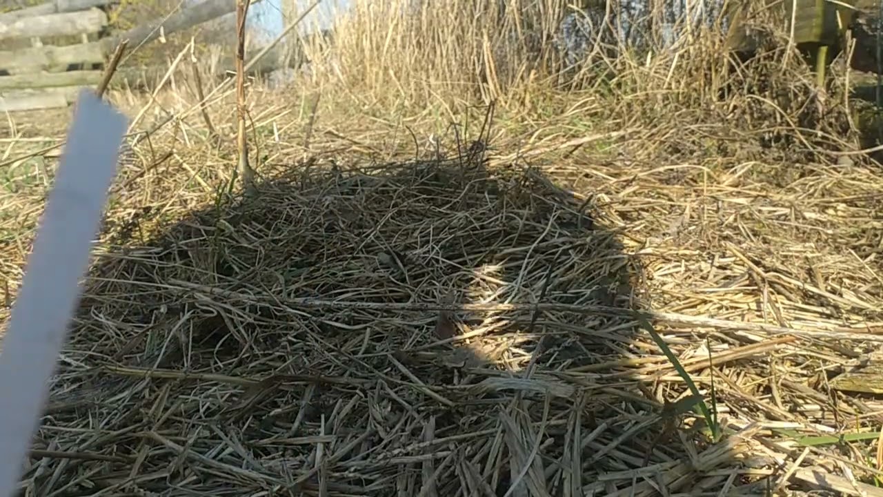 Sázení topinambur 2. 8.3.26