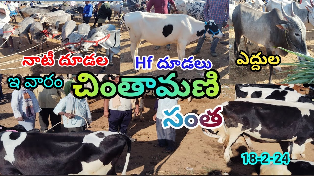 Chintamani Bulls(ఎద్దులు), Calfs (దూడలు)సంత | ప్రతి ఆదివారం  | Mohan Crazy Vlogs