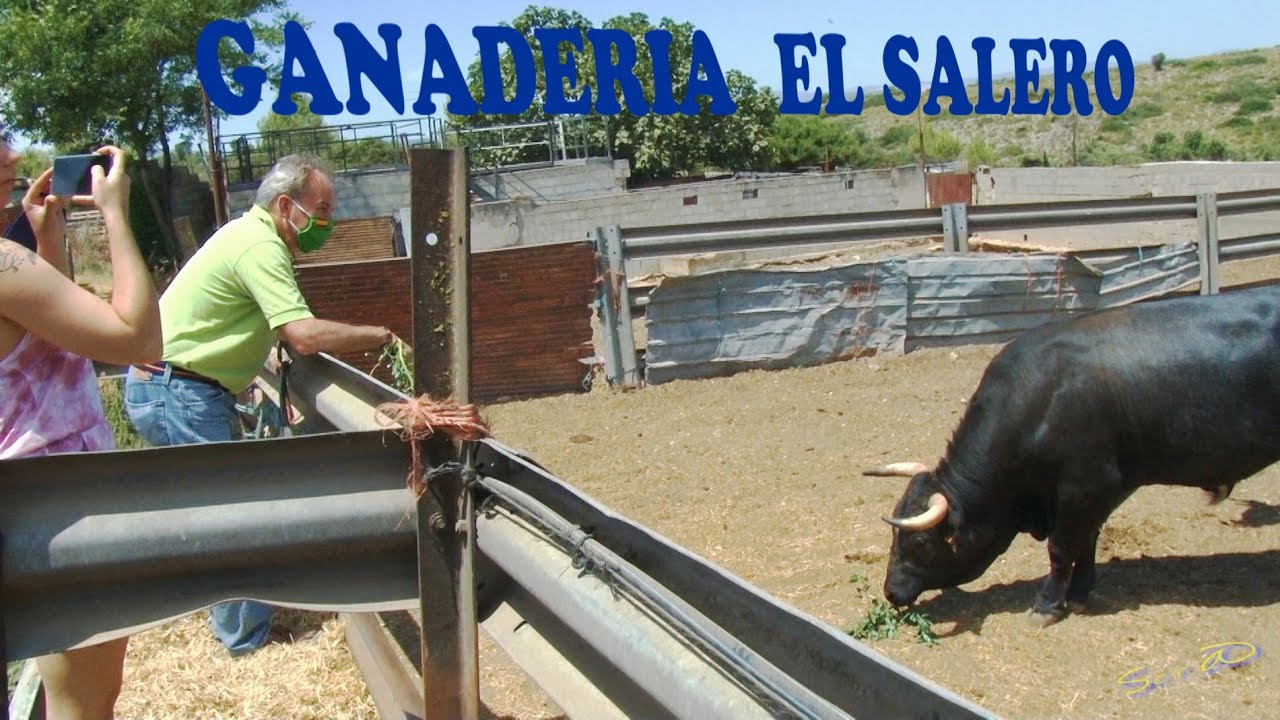 ✅GANADERIA  eL SALERO