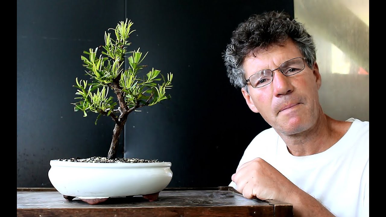 Podocarpus Bonsai Update, July 2016