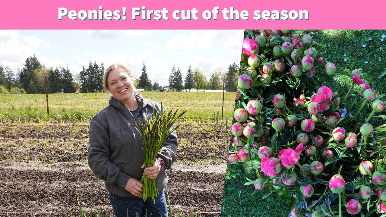 Peonies! First cut of the season | Rain, Rain and more Rain! Vlog