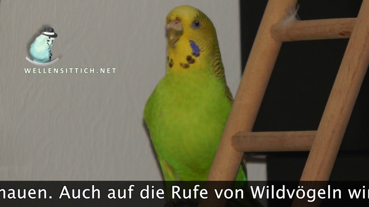 Wellensittich Kontaktruf