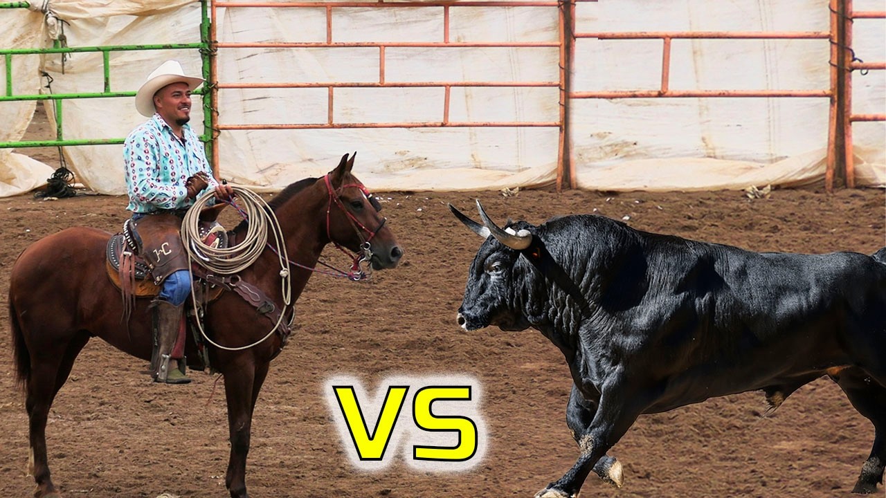 LLEGO HILARIO CABEZAS!! JARIPEO DE TOROS BRAVOS BUSCA CABALLOS!! LAGUANILLAS MICHOACAN 2025