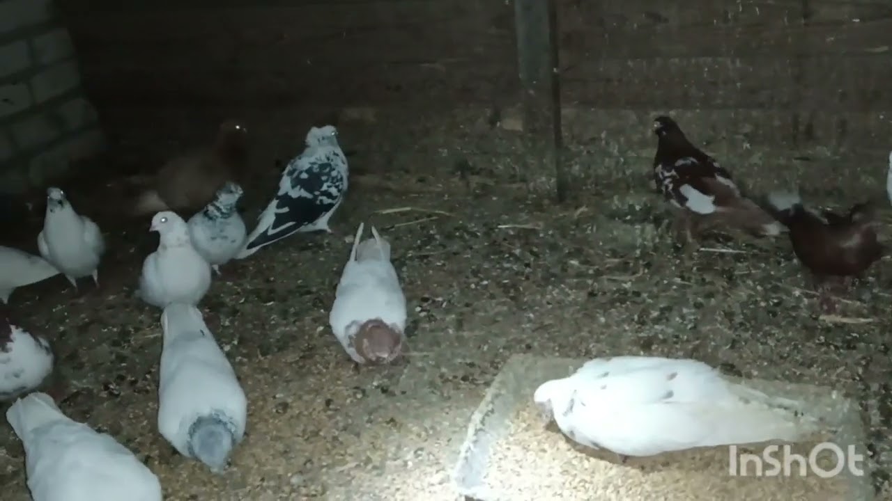 Coś tam się dzieje w Hodowli pierwsze młode zaczynają się kluć 🕊️🕊️🙂🙂.