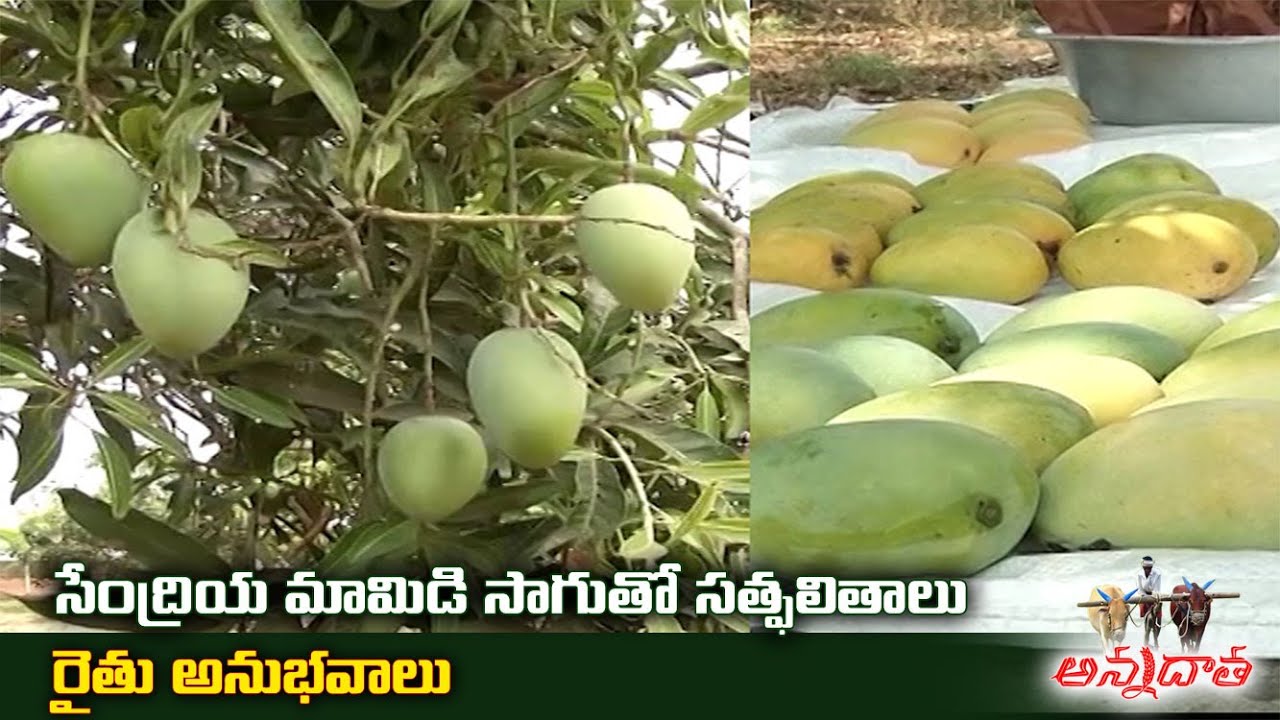 Success Story of Organic Mango Farmer | Good Results with Fruit Covers | మధుర మామిడి