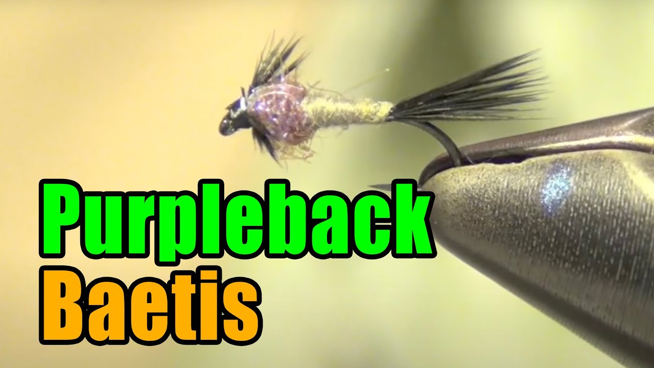 Purpleback Baetis Nymph Fly Tying