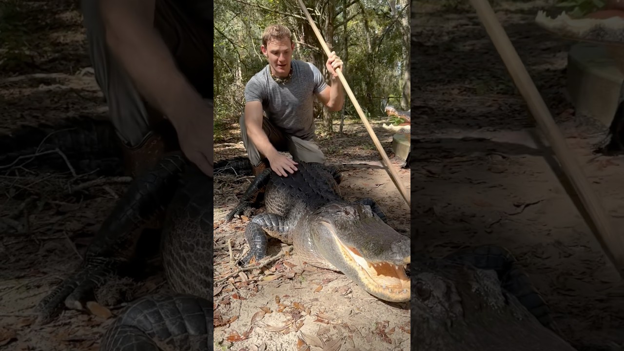 Gator training #gator #animal #reptile