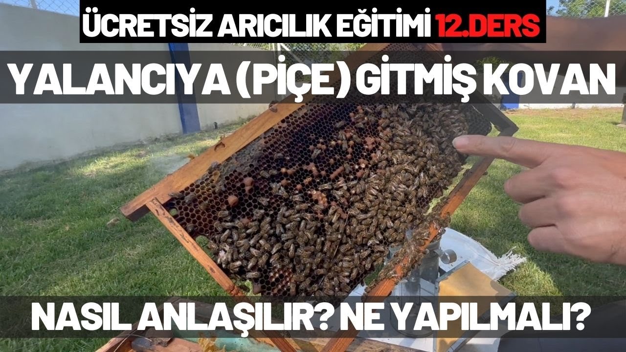 Yalancıya (Piçe) Gitmiş Kovan Nasıl Anlaşılır? Ne yapılmalı? ÜCRETSİZ ARICILIK EĞİTİMİ 12.DERS
