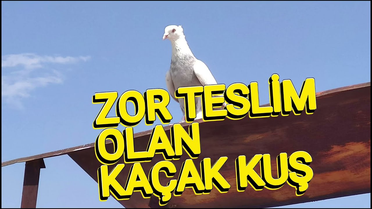 Kaçak Yabancı Kuş Geldi